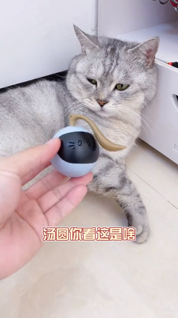 当猫把玩具当成自己的孩子后,结尾汤圆太虎了叭～