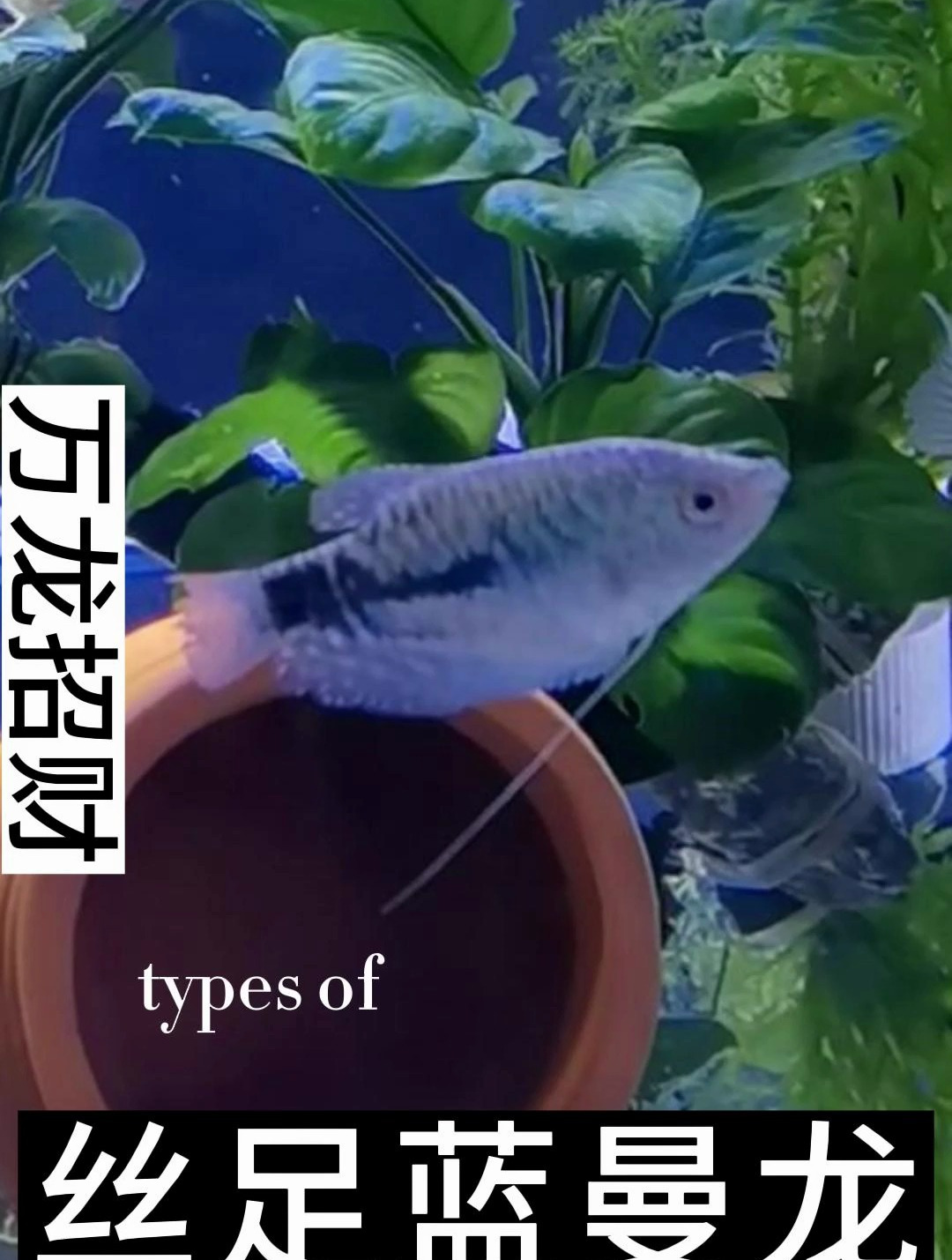 曼龙鱼较为温顺,它一般可以与月光鱼、黑裙鱼等中层鱼一起养