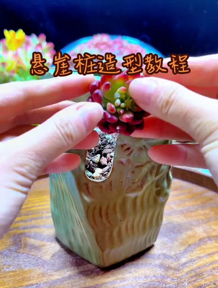 悬崖桩造型你学会了吗?