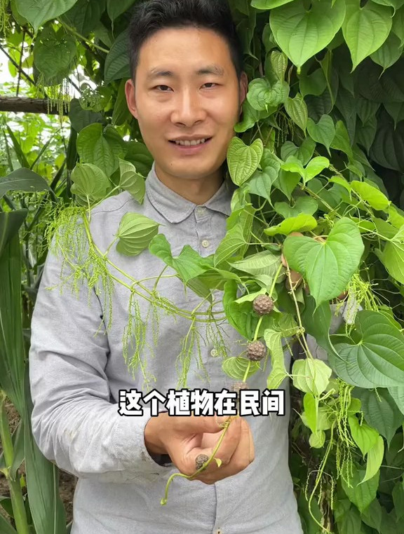 这个长满“巧克力”的植物叫黄独。不知道大家有没有见过?
