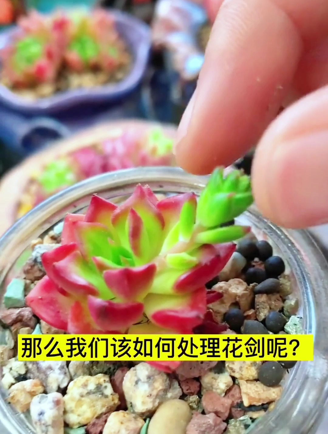 多肉长花剑,我们该如何处理呢,这几种情况,你要知道