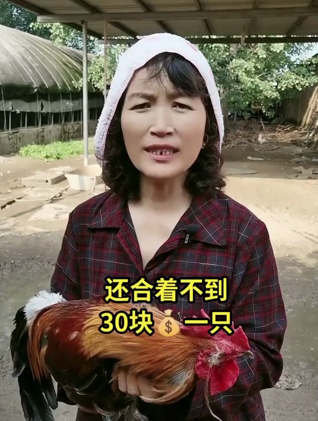 土鸡的价格你们知道是多少吗?