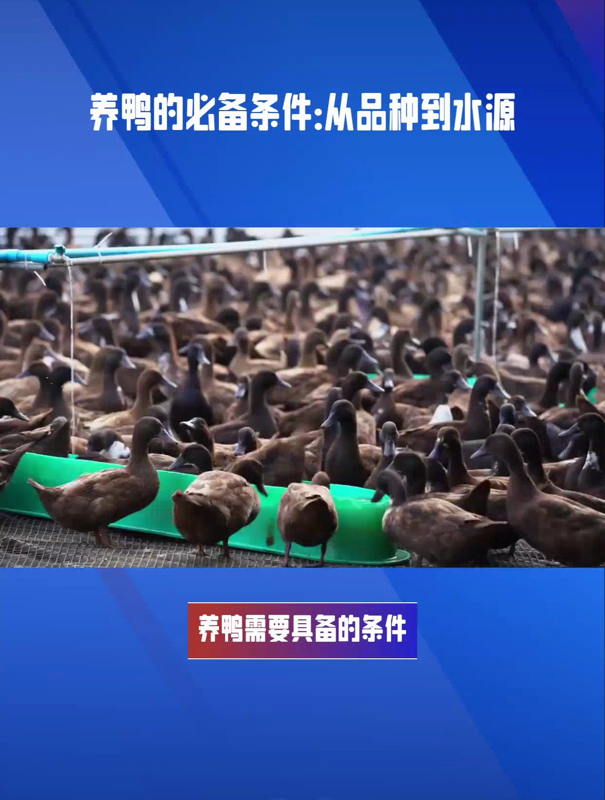 养鸭需要具备哪些条件?这些条件缺一不可