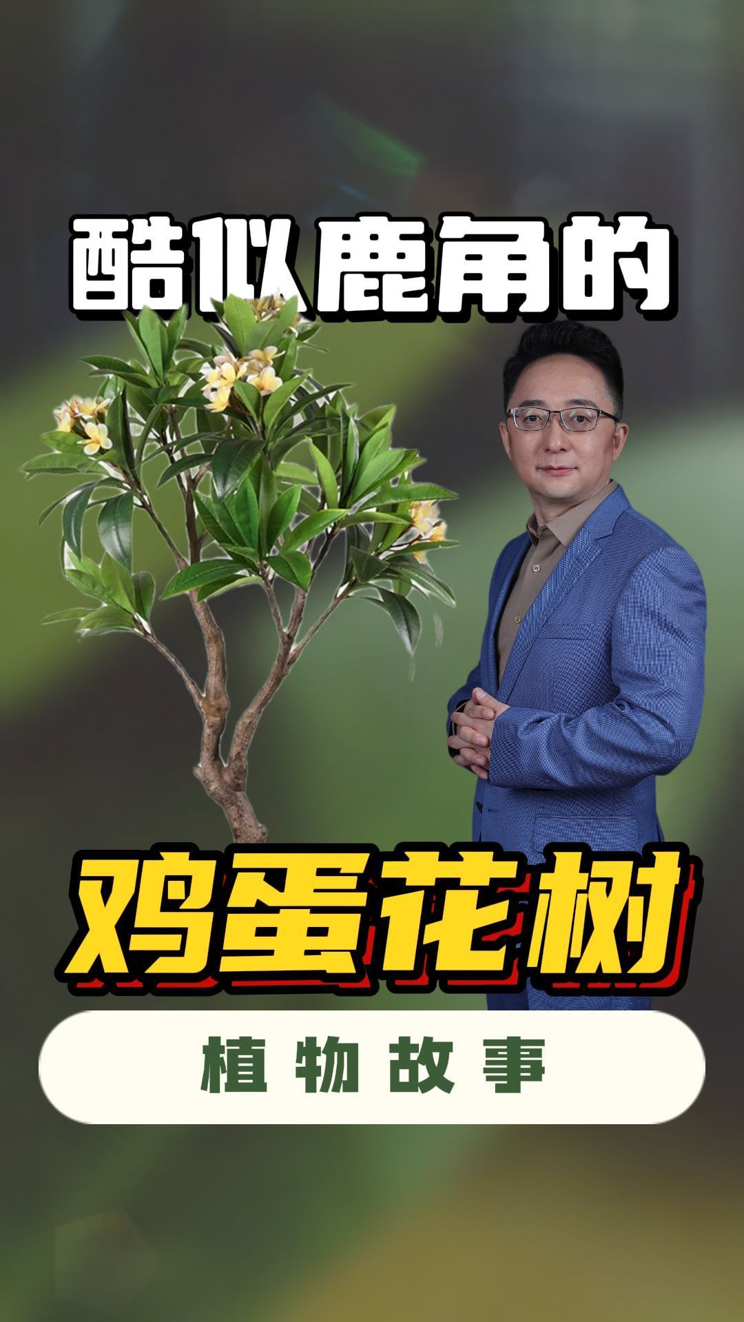 夹竹桃的亲戚,居然能长出鹿角,甚至还能开出美丽的鸡蛋花