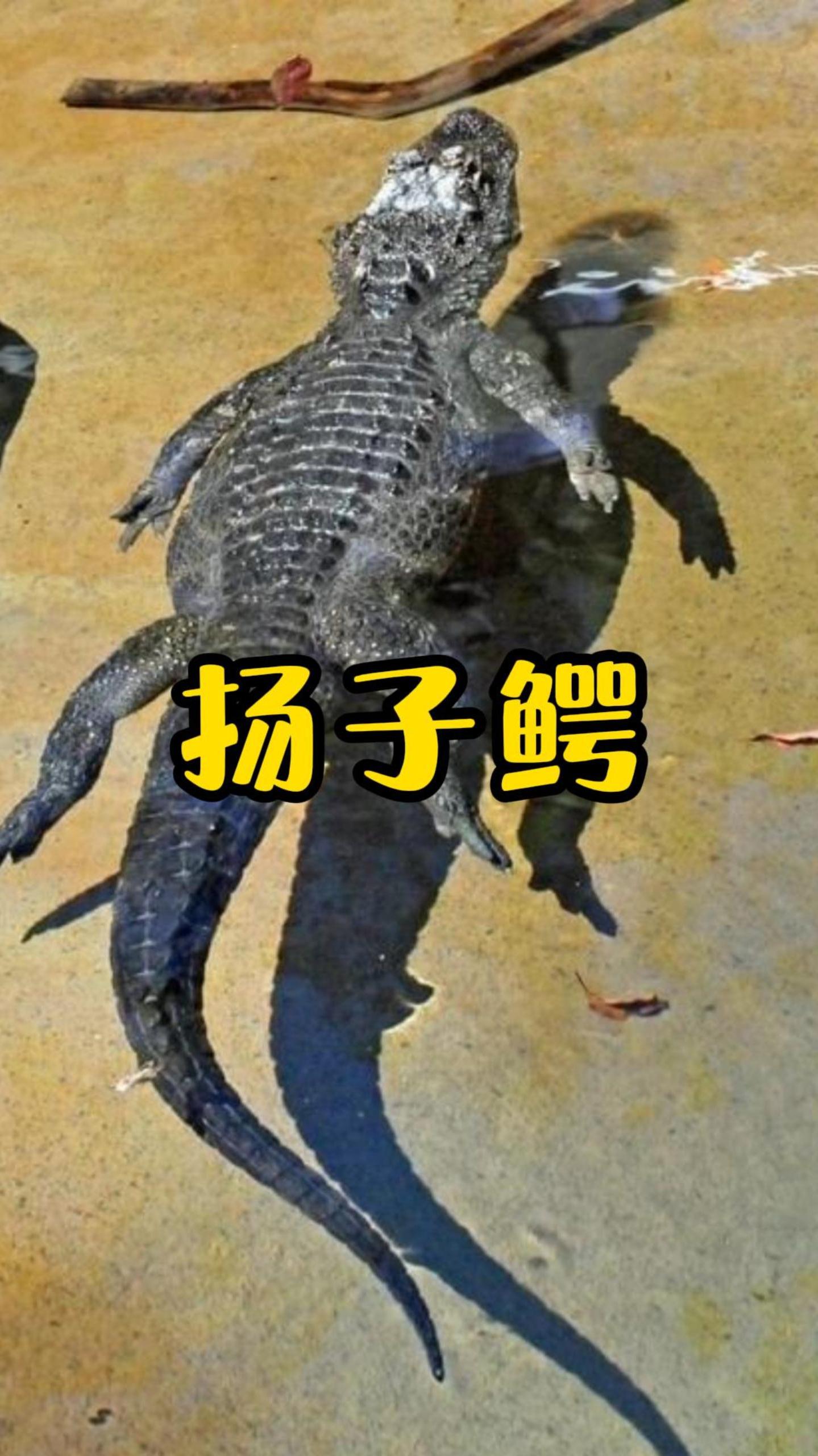 鳄鱼家族的小可爱,眉清目秀的扬子鳄!