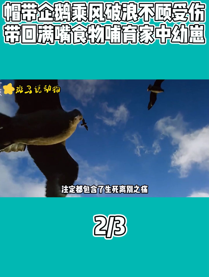 帽带企鹅乘风破浪不顾受伤,带回满嘴食物哺育家中幼崽2