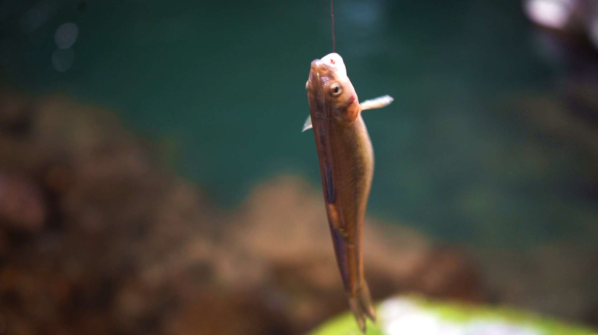 大山深处阴冷的小溪里面有的一种鱼,没有鳞片很滑跟泥鳅一样