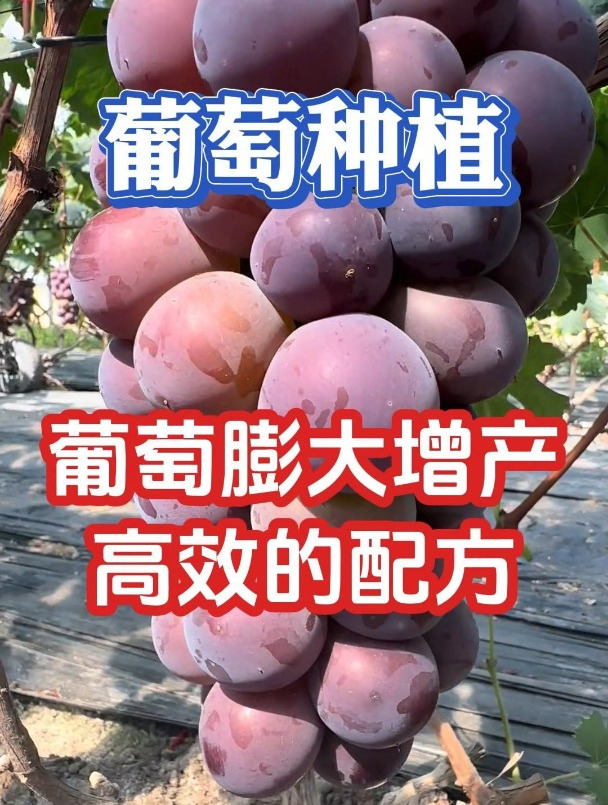 葡萄膨大减酸增甜防裂高效配方