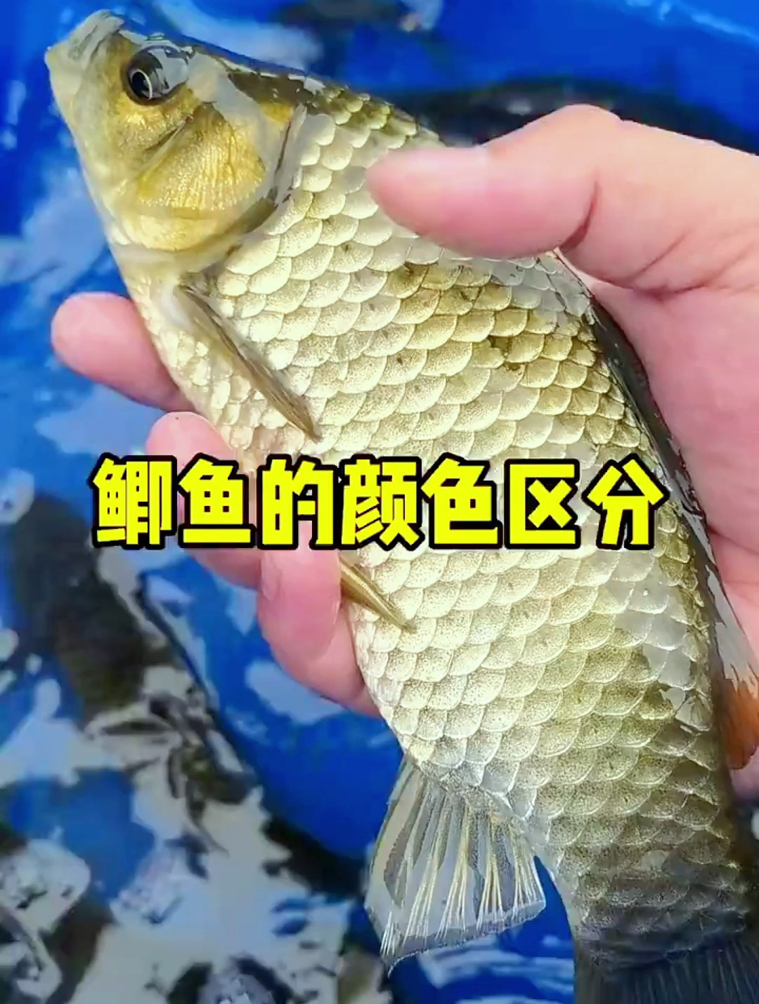 怎么分辨鲫鱼野生还是养殖?今天教会你!