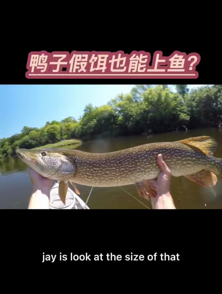 国外大神鸭子饵路亚狗鱼,全程高能
