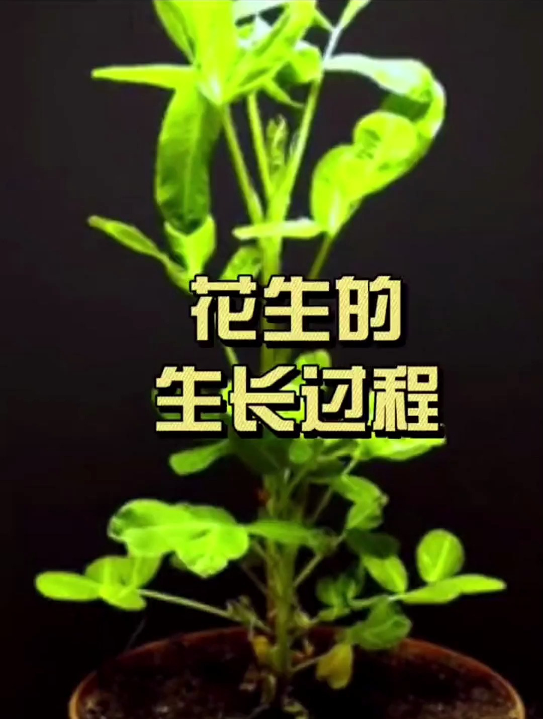 花生的生长过程,大自然真的是很神奇