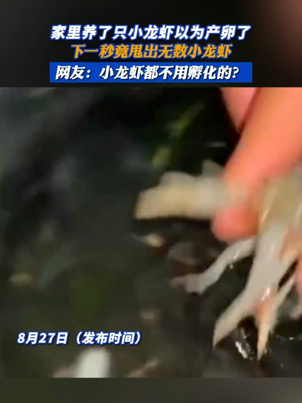 家里养了只小龙虾以为产卵了,下一秒竟甩出无数小龙虾