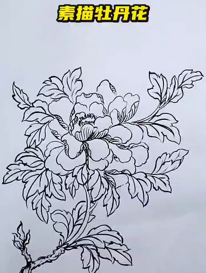 素描牡丹花的画法