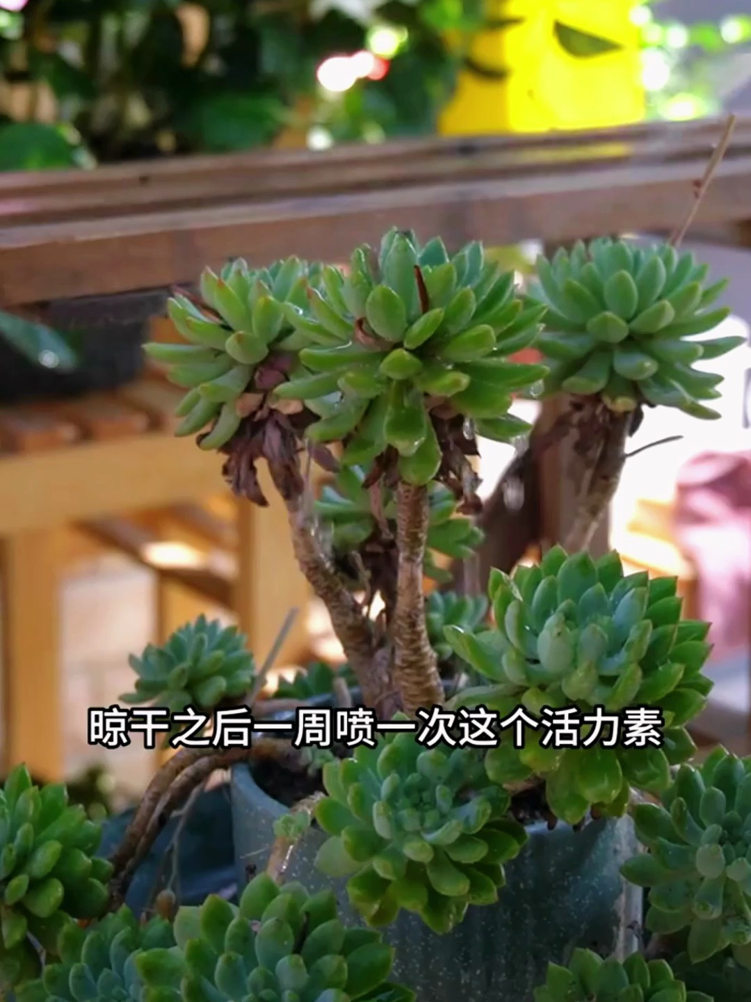 夏天如何多肉开花养残了怎么办?教你一招轻松救回来!