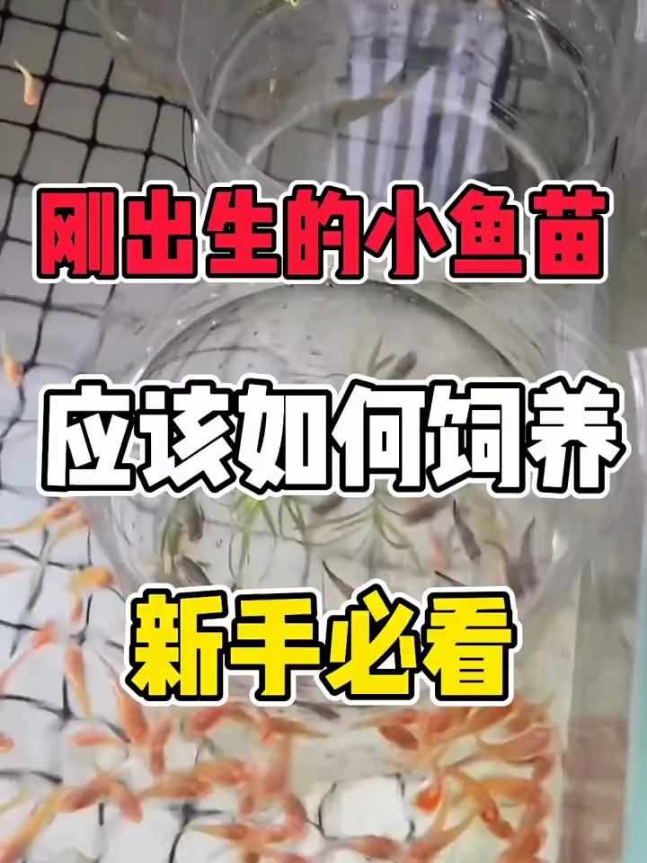 刚出生的小鱼苗应该如何饲养(新手必看)