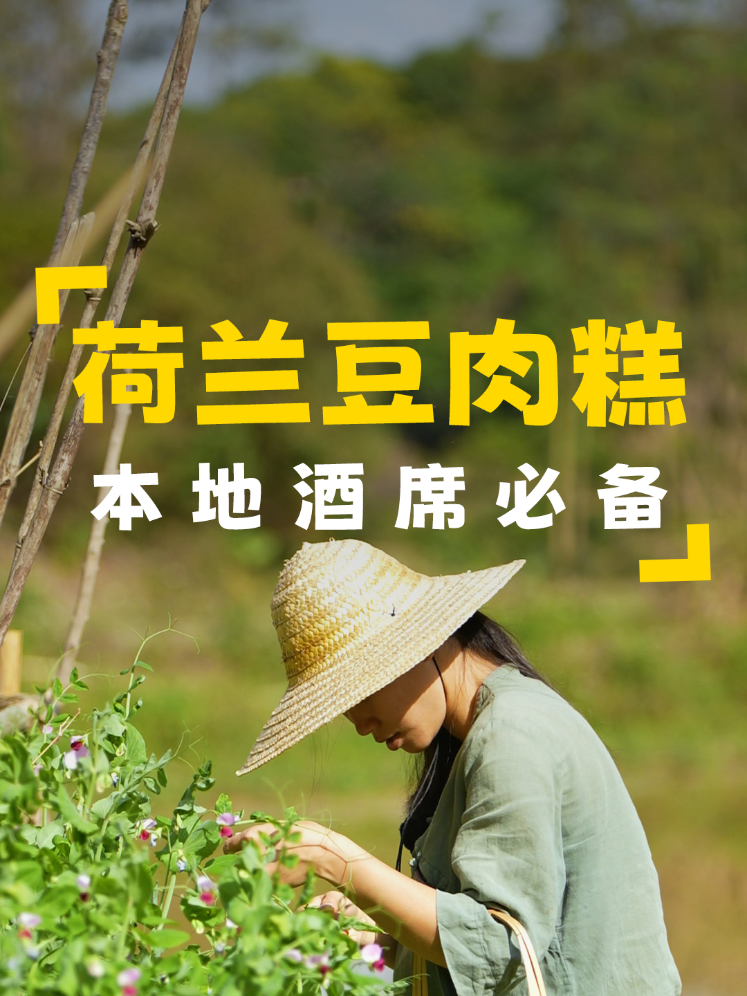 山谷里蝴蝶纷飞,去摘些荷兰豆回来炒肉糕,本地酒席必备的一道菜