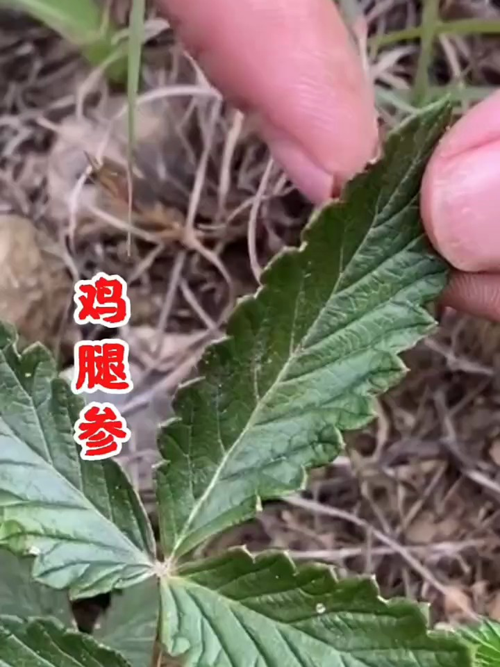 翻白草也叫鸡腿参,小时候的零食,现在很少见了!