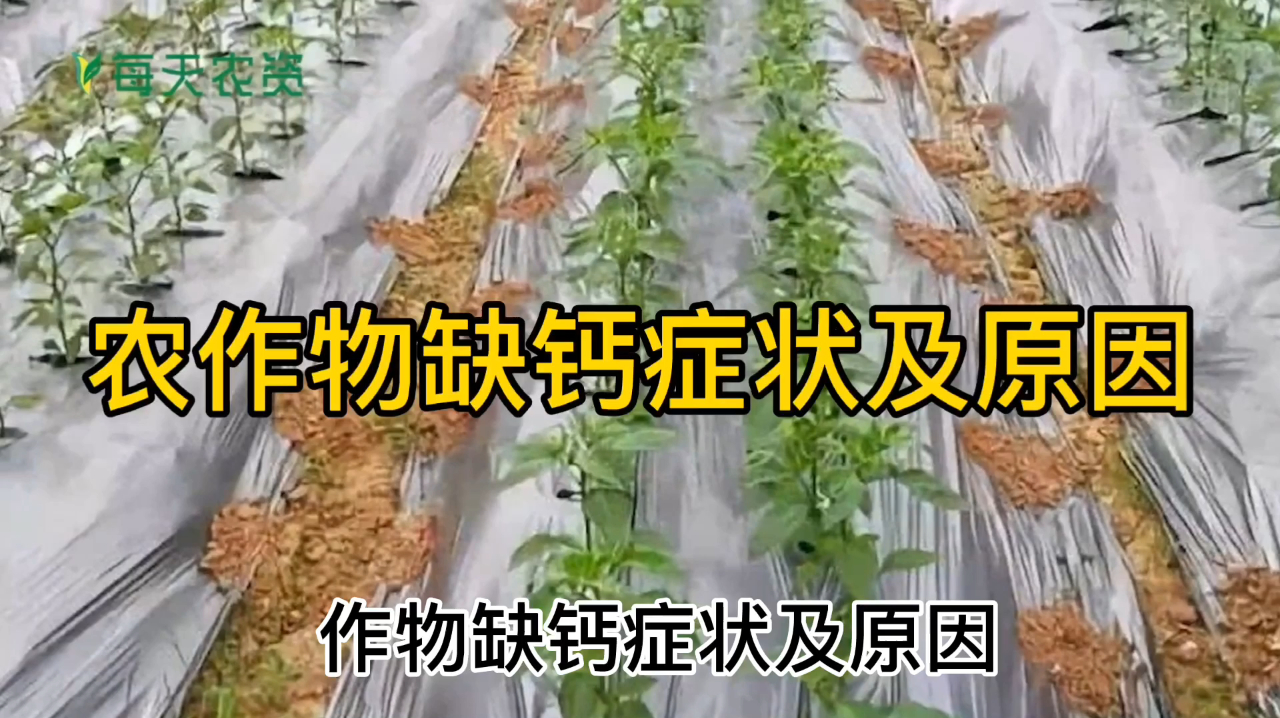 农作物缺钙症状及原因,赶紧来学学吧