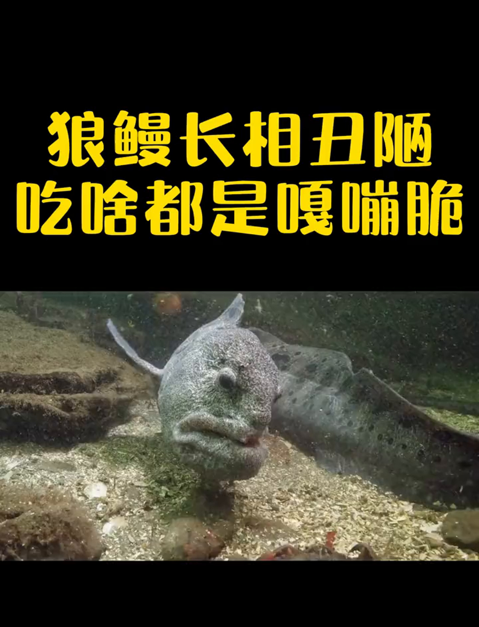 这丑家伙狼鳗,吃东西咔嚓咔嚓响,但对伴侣超忠诚!