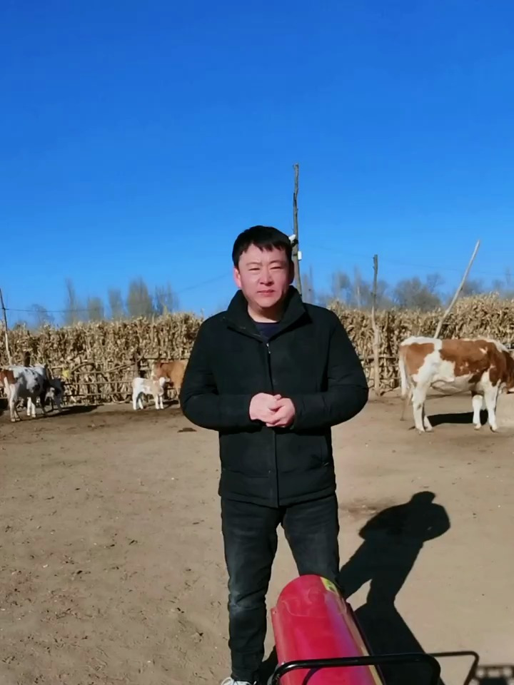 犊牛冬季护理,肉牛犊