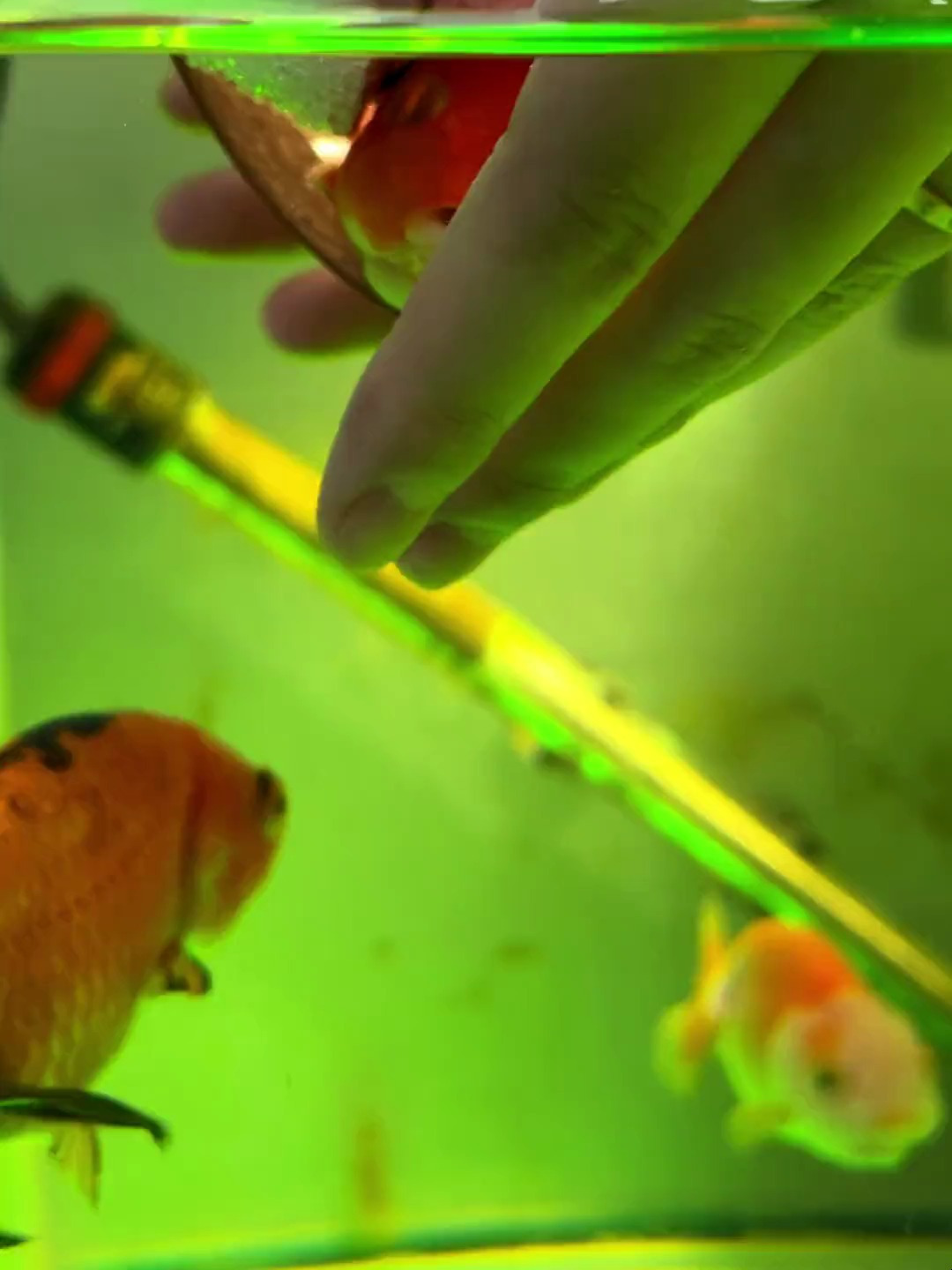 教一条鱼学游泳,确实是没办法的办法……