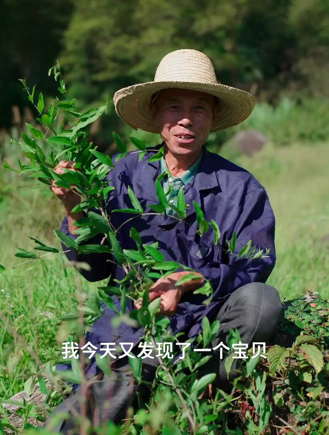 去山上挖点牛尾菜,回家煲汤喝,那个味道那叫一个“绝” 三农