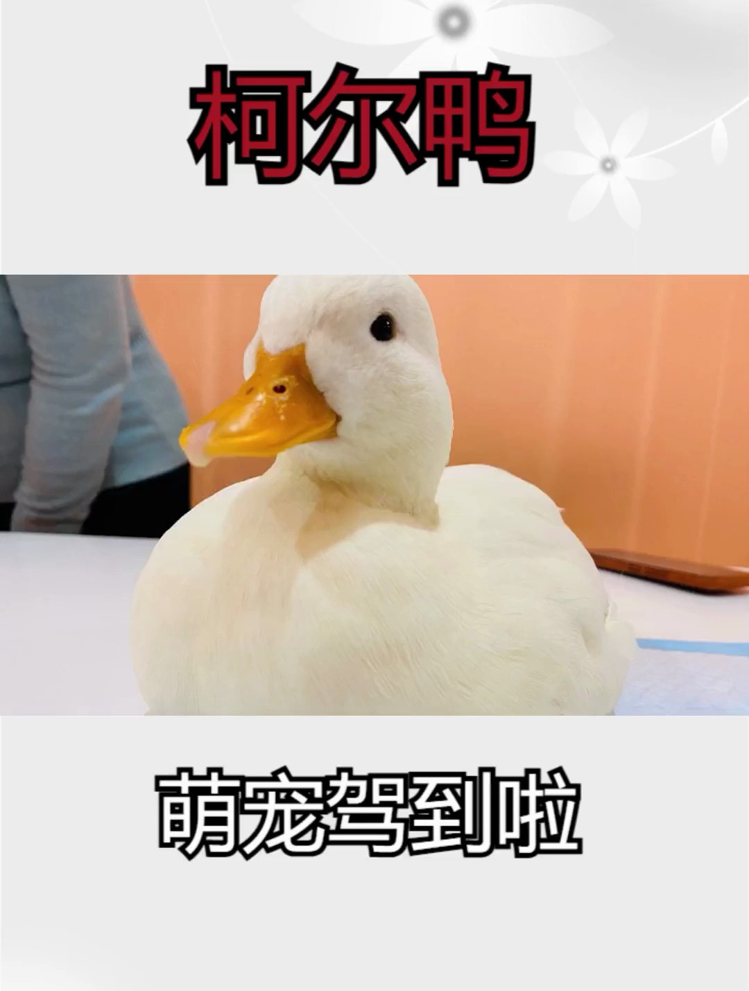 你会养一只又圆又可爱的小鸭子当宠物吗 宠物鸭 柯尔鸭