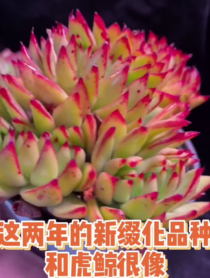 你知道多肉艾克魂绮罗缀化吗?这两年的新缀化品种和虎鲸很像