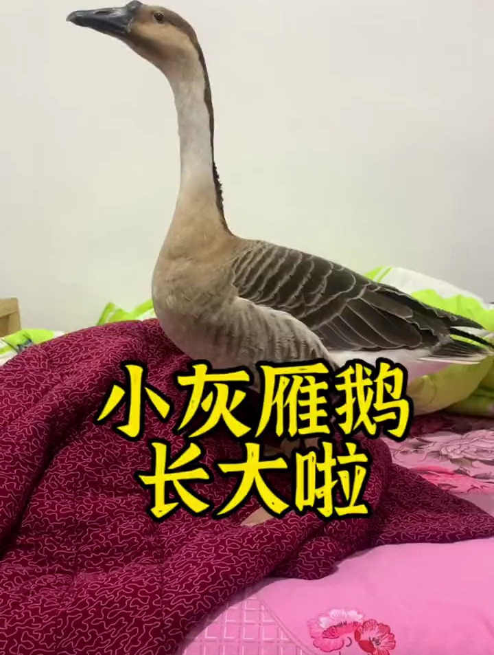 会飞的鹅你们见过吗?我孵化的小灰雁鹅长大啦!