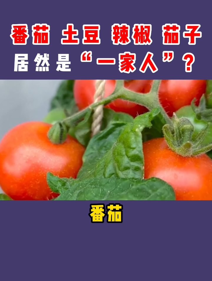番茄、土豆、辣椒和茄子居然是“一家人”?