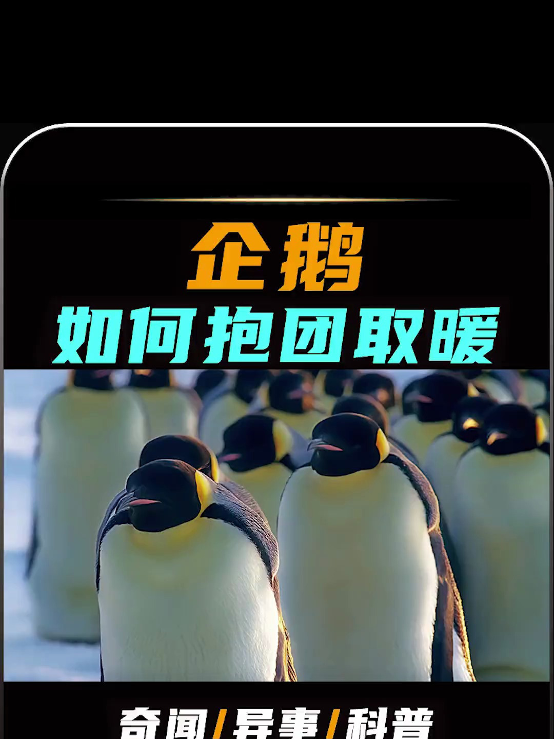 看企鹅围在一起多暖和