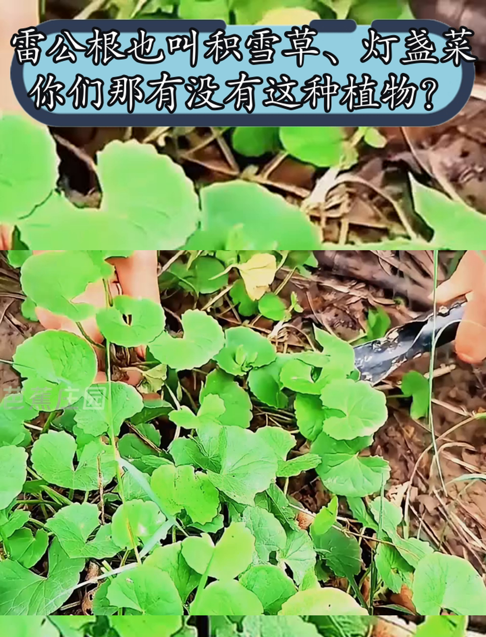 雷公根也叫积雪草、灯盏菜,你们那有没有这种植物?
