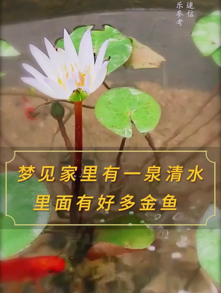 梦见家里有一泉清水,里面有好多金鱼 国学智慧