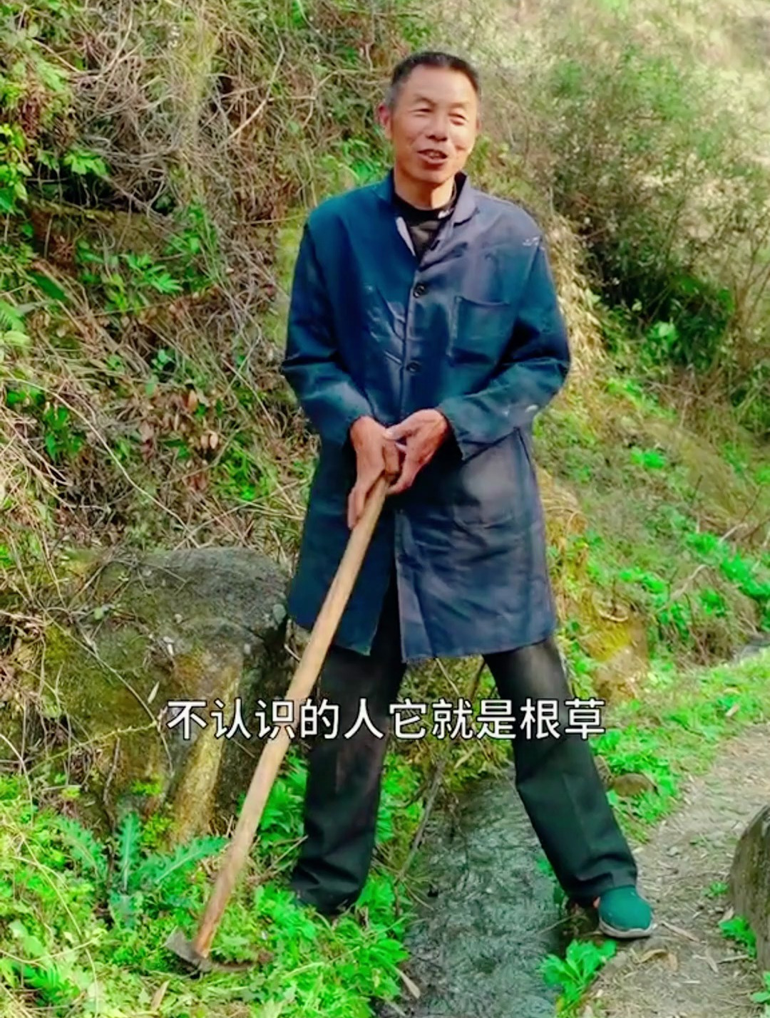 野菜大蓟长什么样子,一道浑身长满刺的野菜