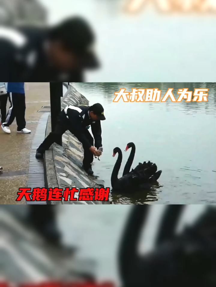 大叔抓小天鹅放到水里,大天鹅连忙感谢,没想到小天鹅不乐意了
