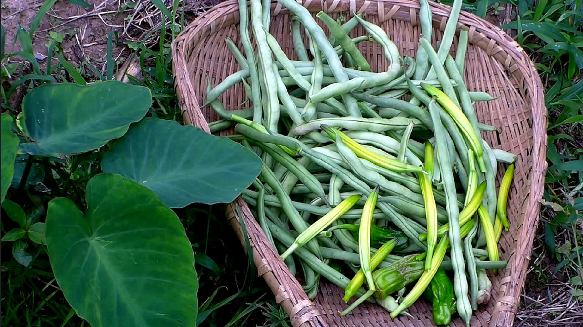 [图]农村的四季豆成熟了,没用过化肥和农药的蔬菜,看着就有食欲