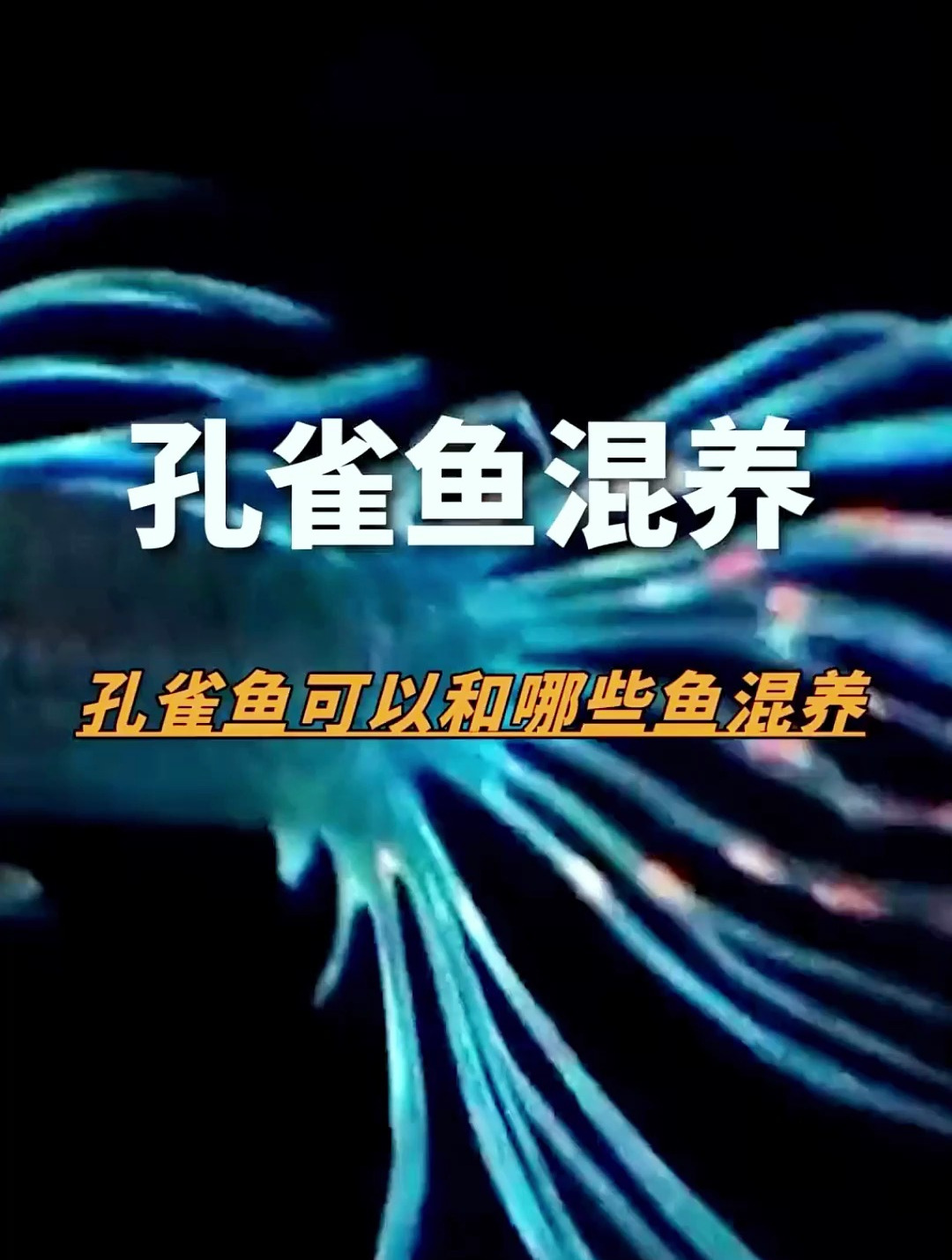 这么好看的鱼你知道它还能和其他的什么鱼混养吗?超详细的介绍!