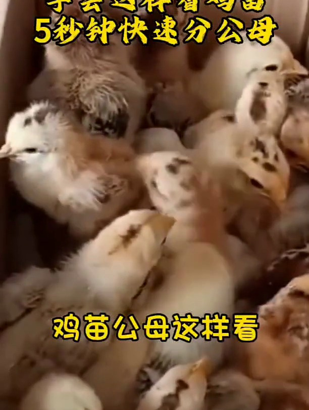 学会这样看鸡苗,5秒钟快速学会分公母