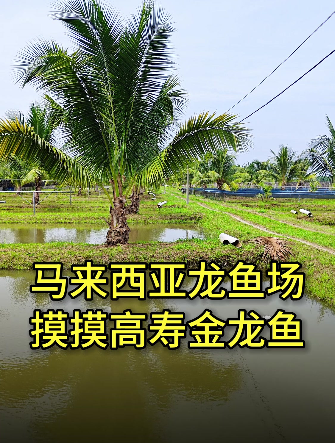 三十多岁的金龙,相当于人类150岁,在马来西亚金龙鱼场大饱眼福