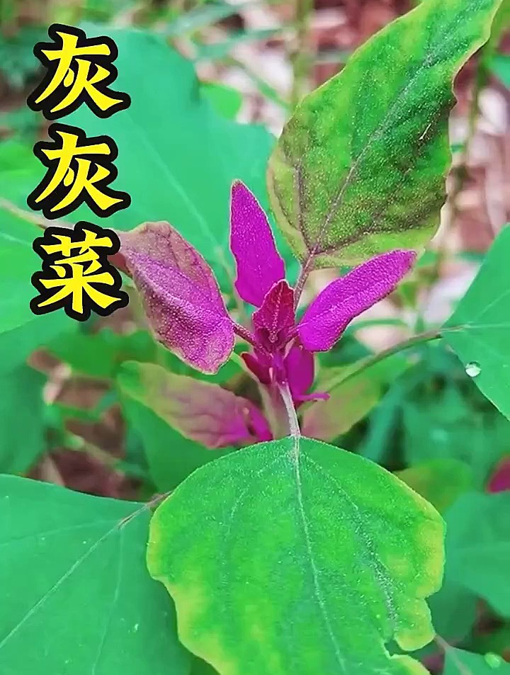 你还记得小时候吃的灰灰菜吗