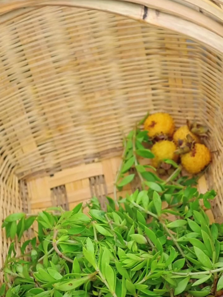 我们这里把这种野菜叫做豆瓣菜,也叫岩豆瓣,你们那里叫什么呢?