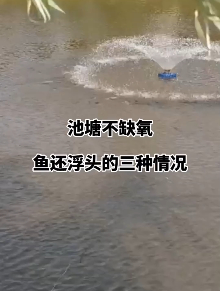池塘不缺氧鱼还浮头的三种情况,水产养殖技术分享