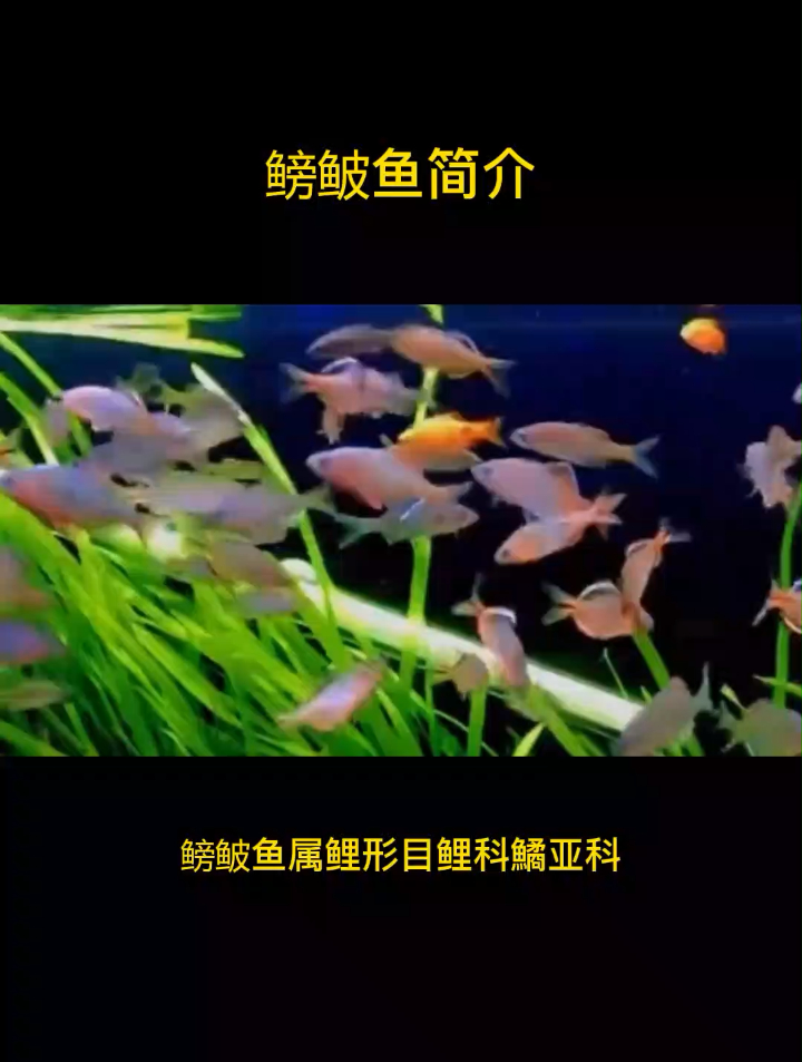 鳑鲏鱼的品种简介