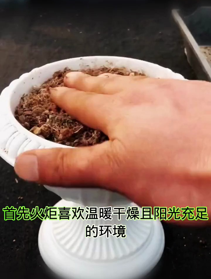 多肉植物养护小常识,火祭的养护知识!