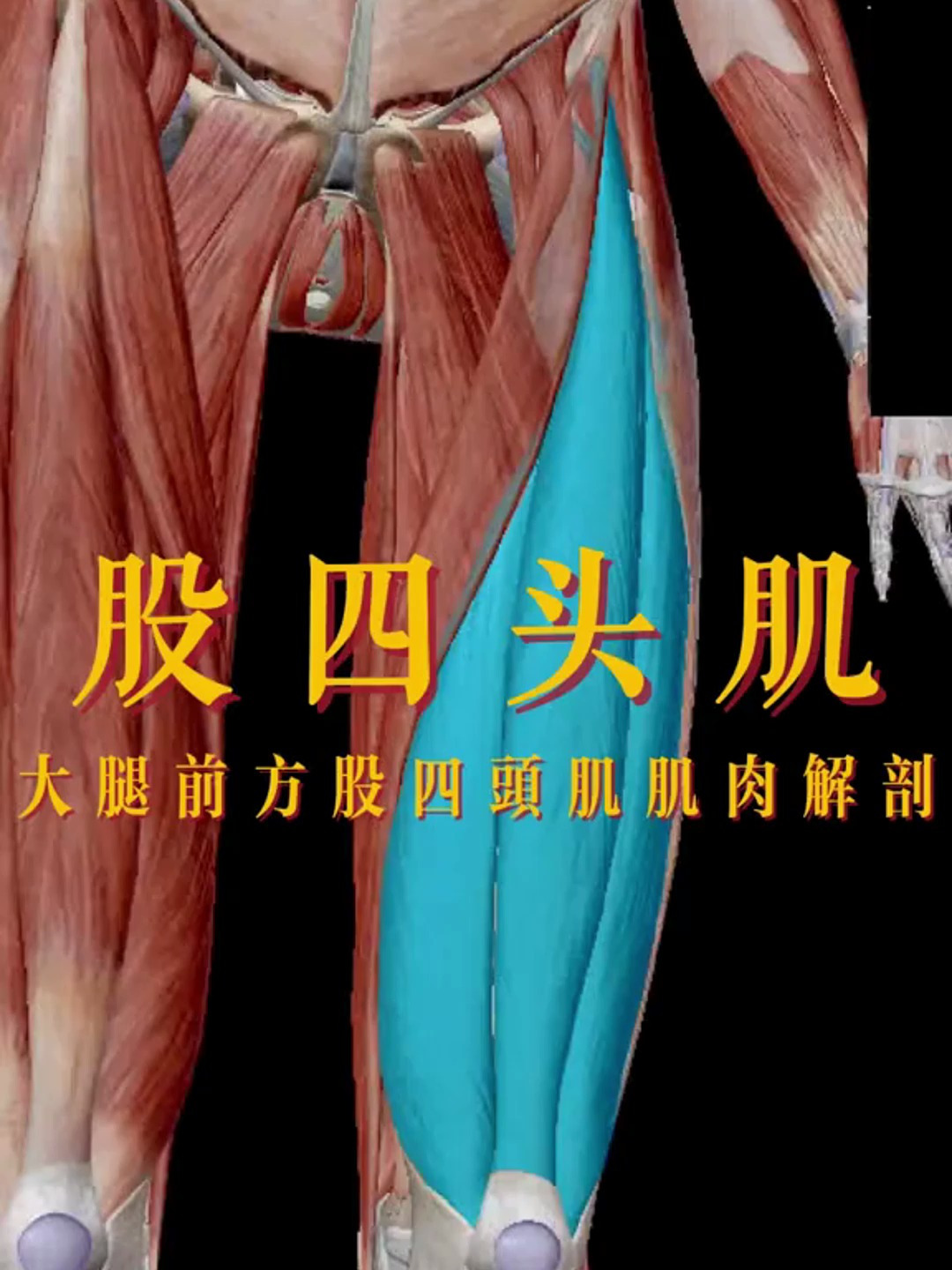 股四头肌是由哪些肌肉组成的?