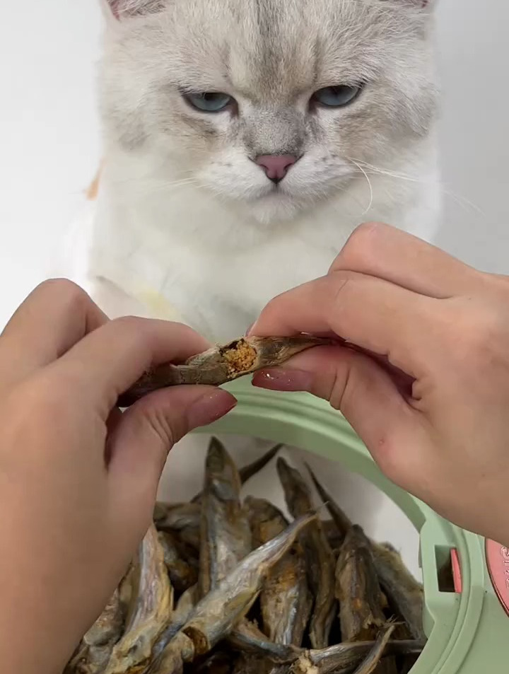 满鱼籽的小鱼干,猫咪吃的圆润又可爱