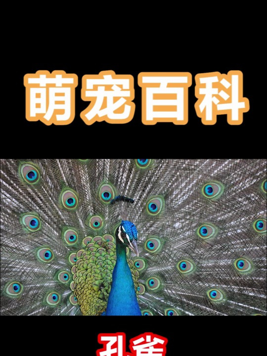 你有见过孔雀开屏吗