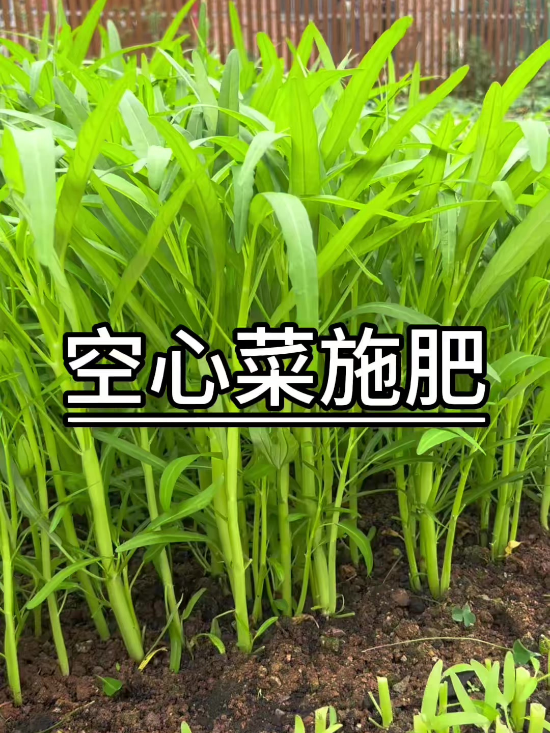 很多朋友问,我的空心菜长这么好,是怎么施肥的?