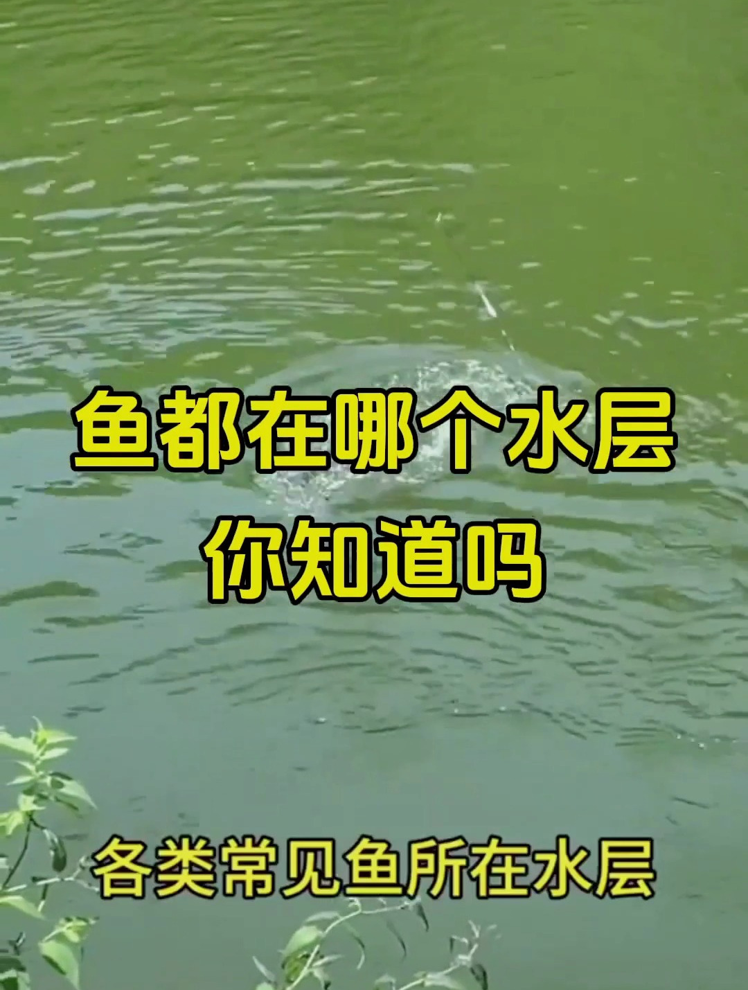鱼都在哪个鱼层你知道吗?找到它们就能轻松中大鱼!