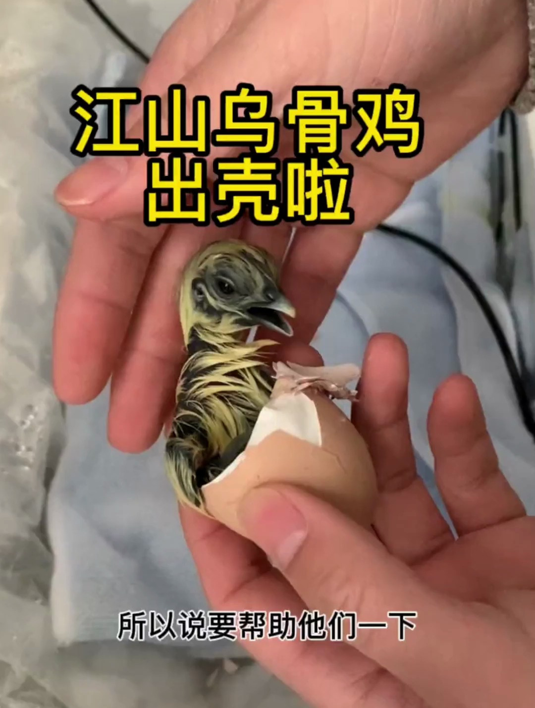 中国古老的品种,江山乌骨鸡!